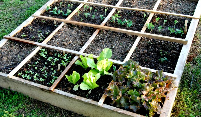 square foot gardening 025