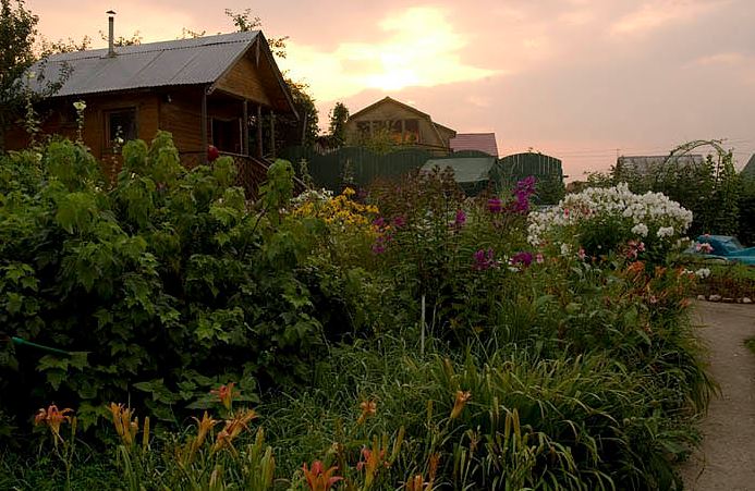 Dacha garden